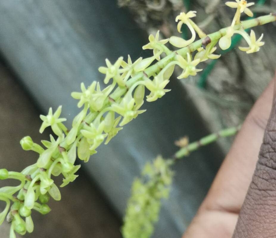 Diaphananthe vesicata flower