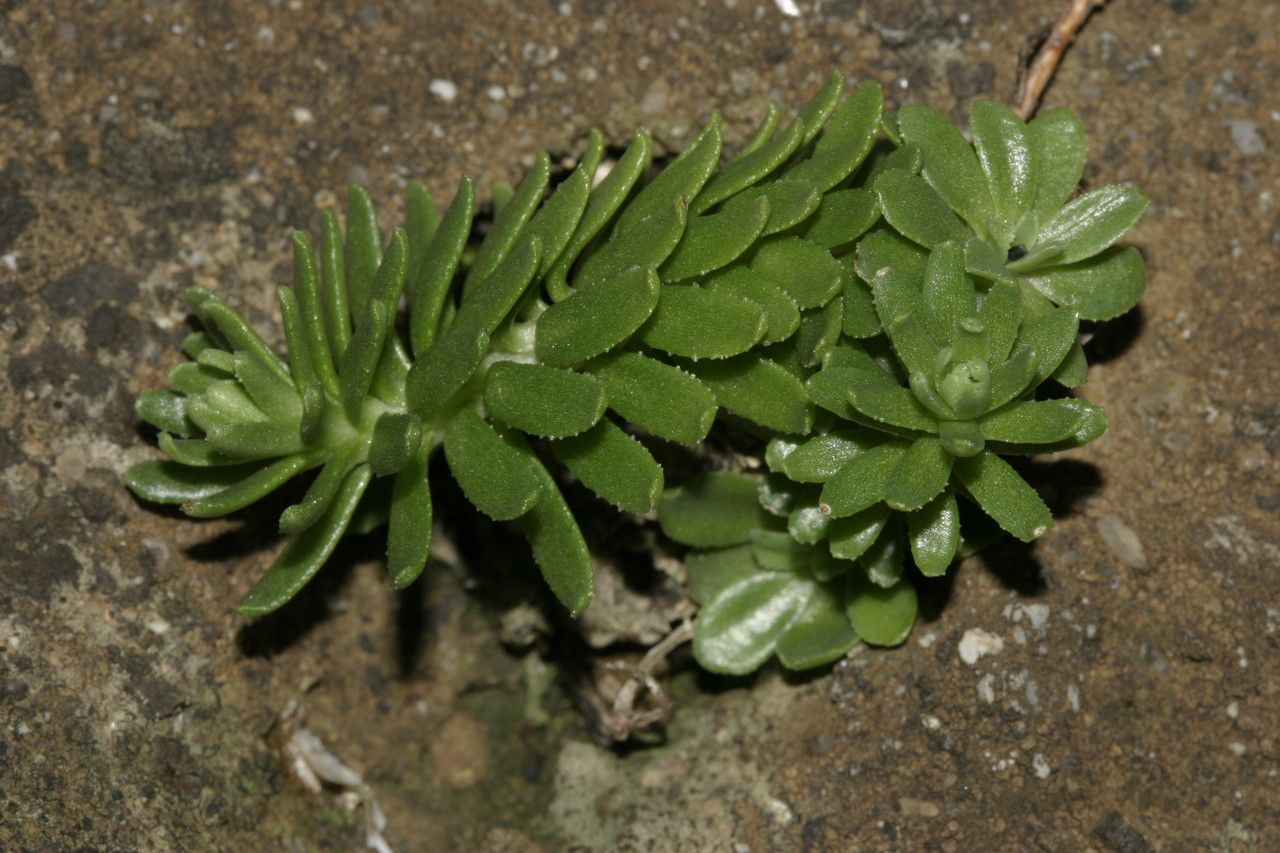 Sedum tuberosum leaf