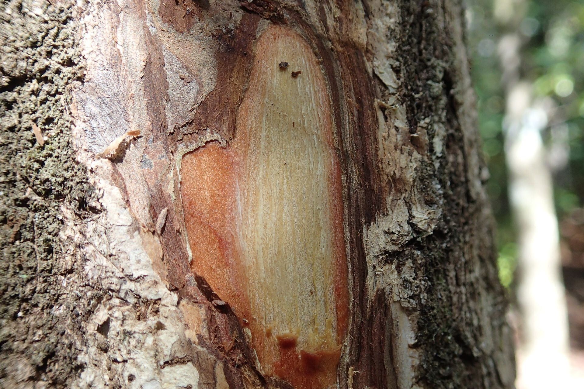 Terminalia gatopensis bark