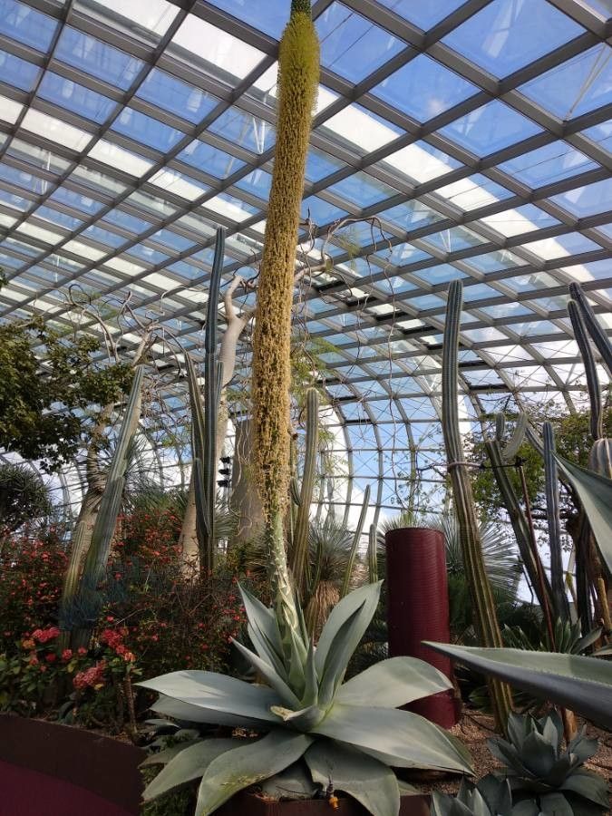 Agave guiengola flower