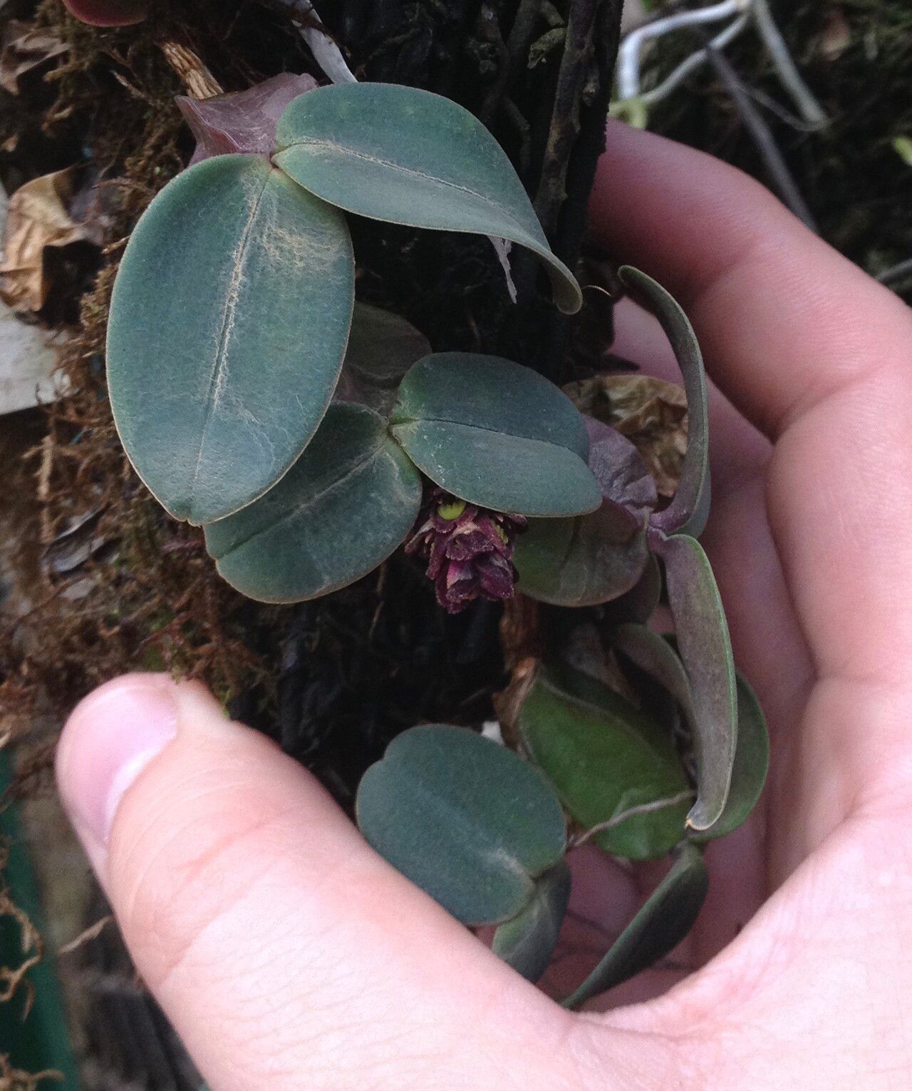 Bulbophyllum aggregatum habit