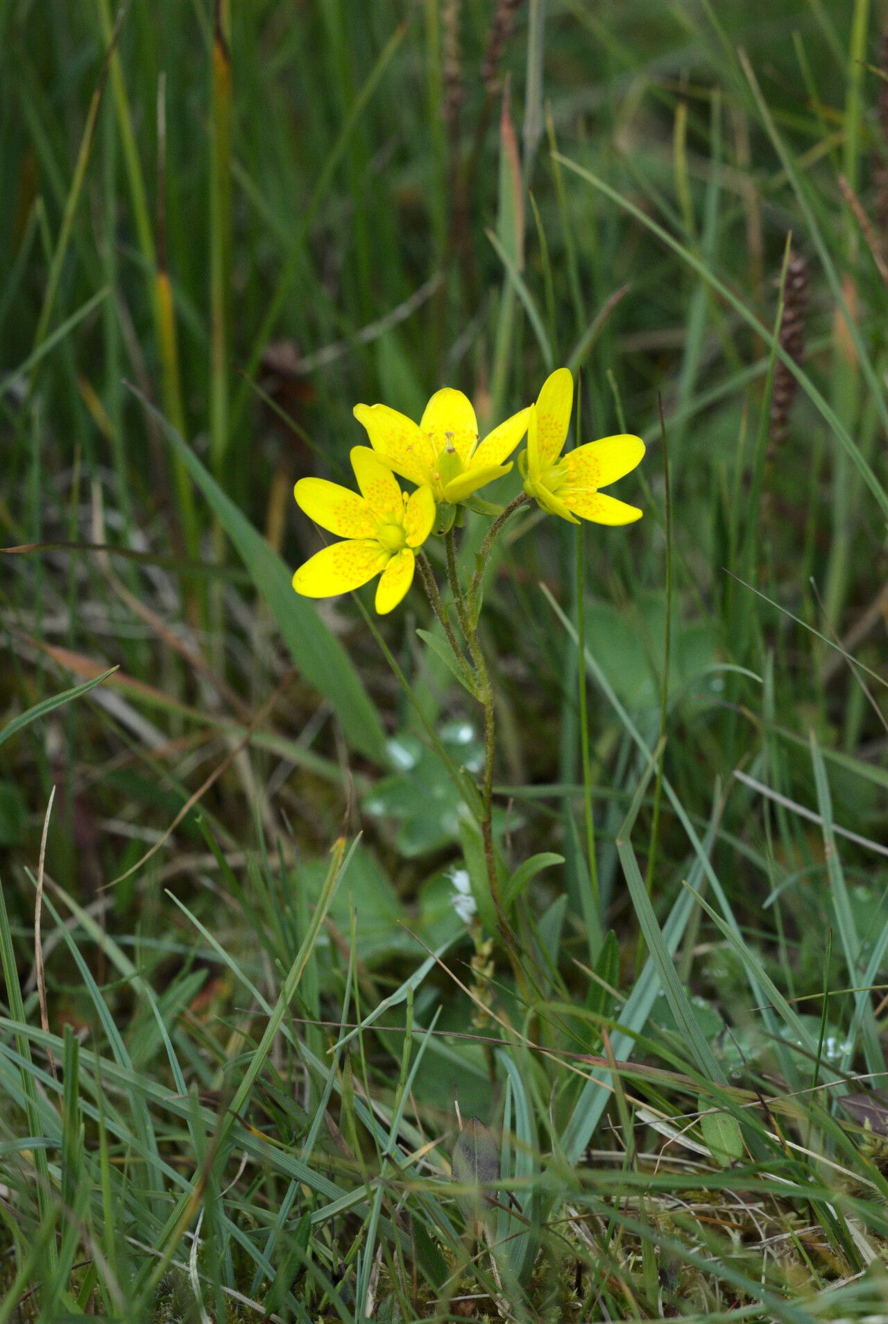Saxifraga hirculus habit