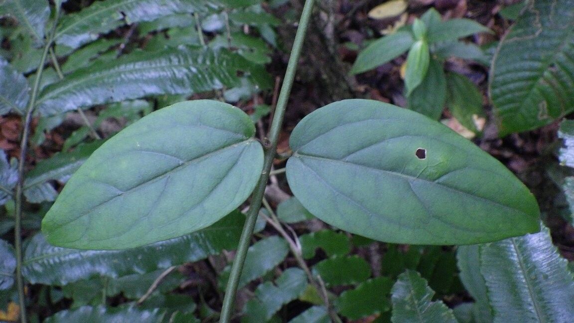 Jasminum thomense — houseplant care guide