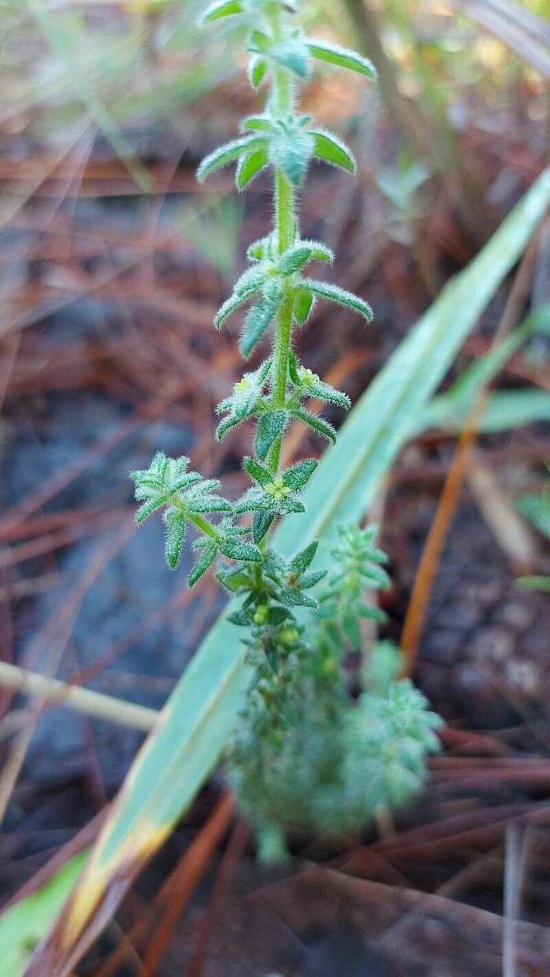 Galium hirtum flower