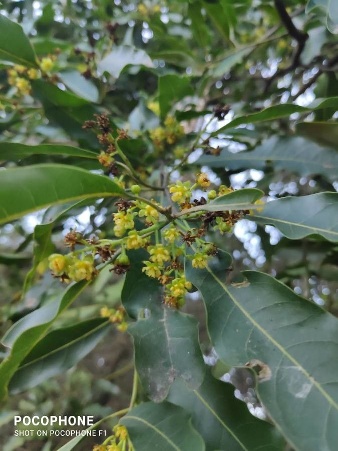 Ocotea puberula flower