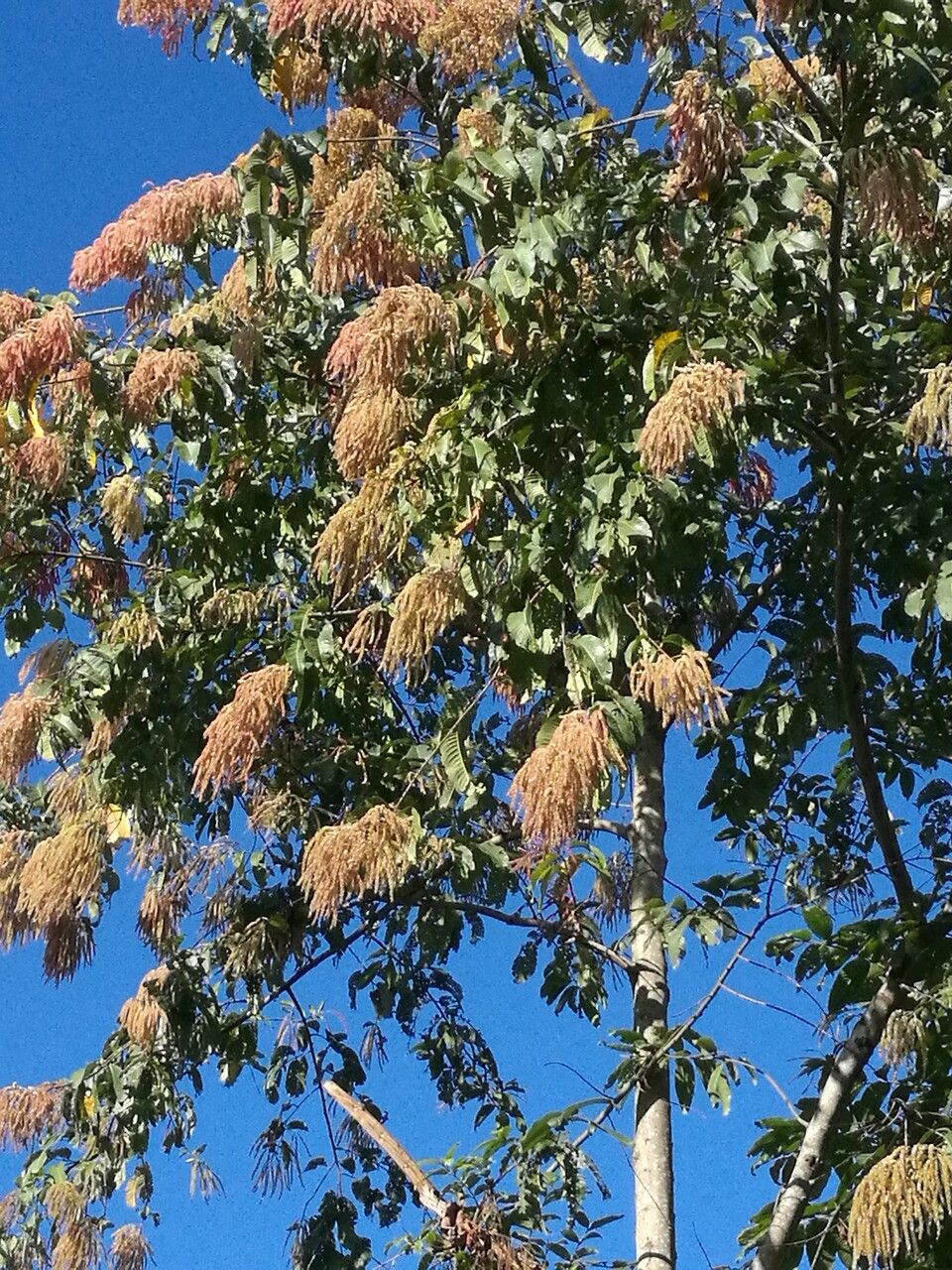 Terminalia myriocarpa flower