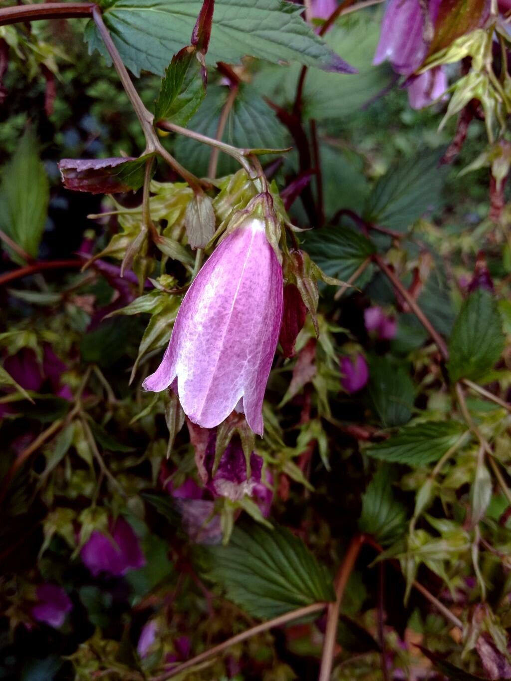 Campanula punctata flower