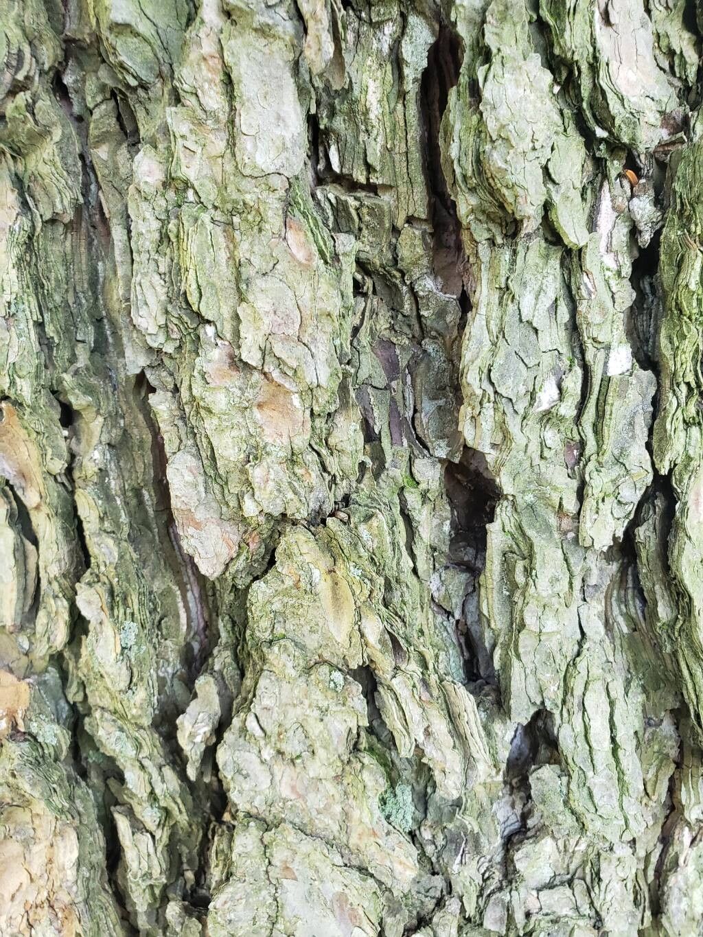 Picea polita bark