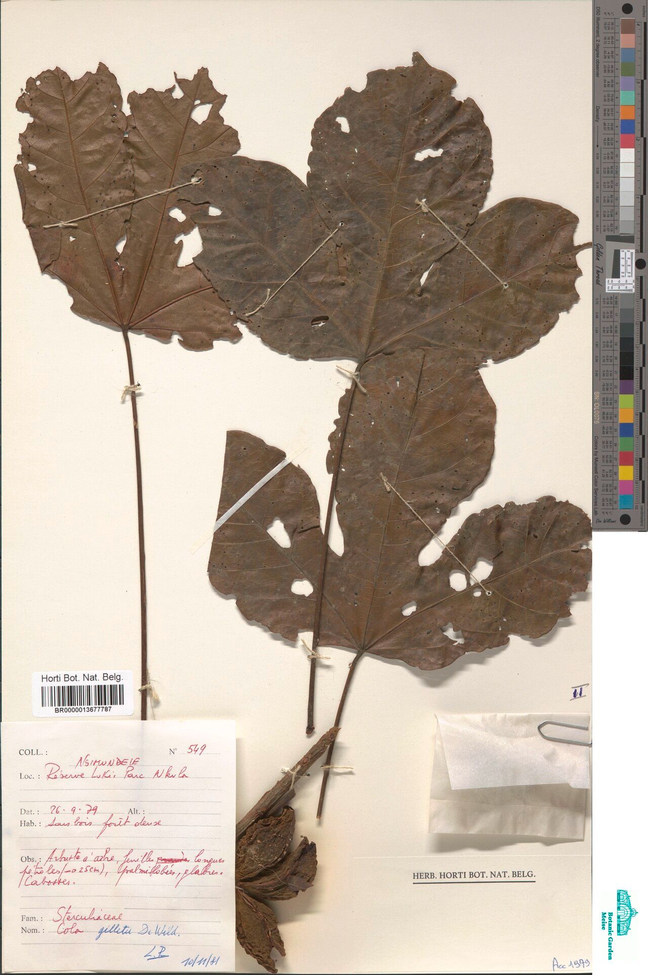 Cola gilletii — houseplant care guide