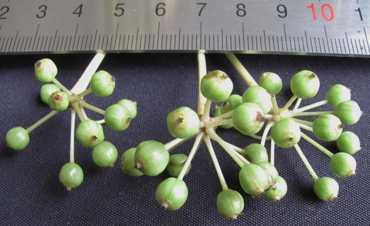 Dendropanax gonatopodus fruit