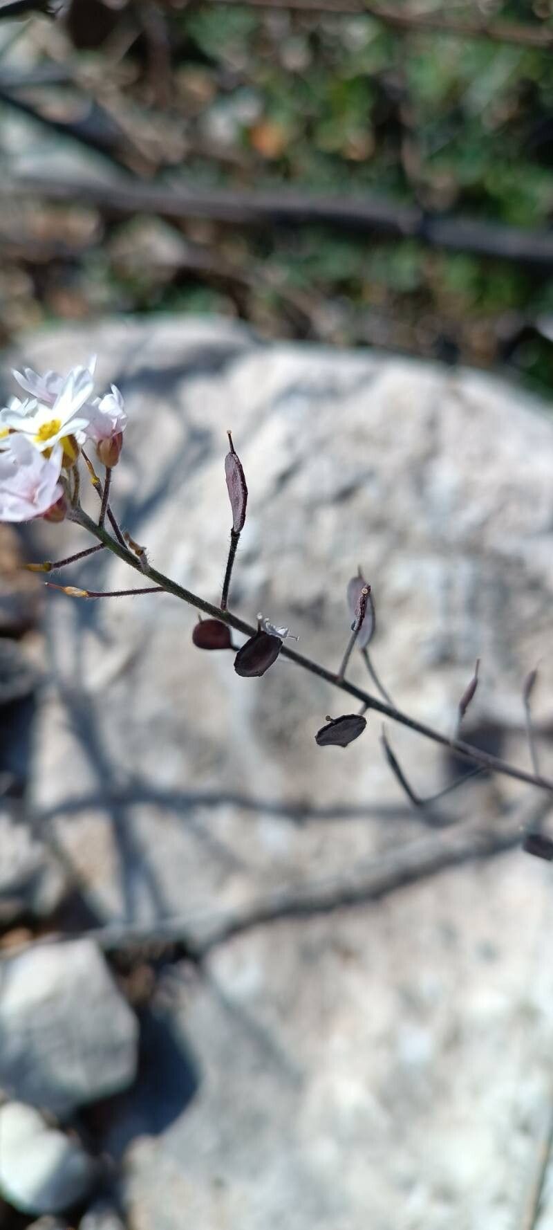 Berteroa mutabilis fruit