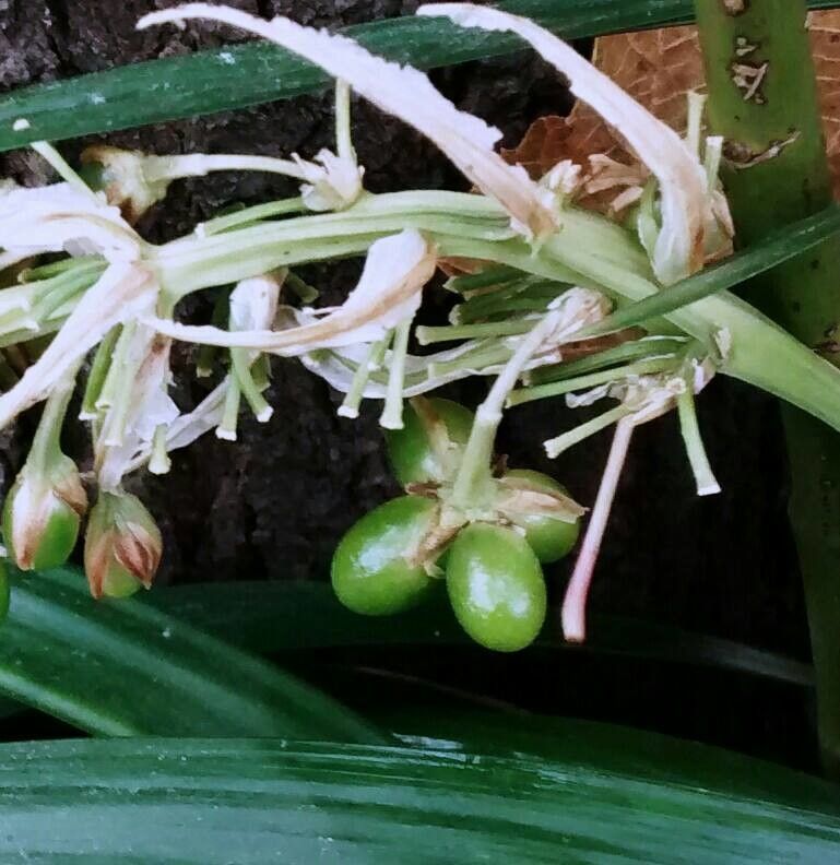 Asphodelus albus fruit