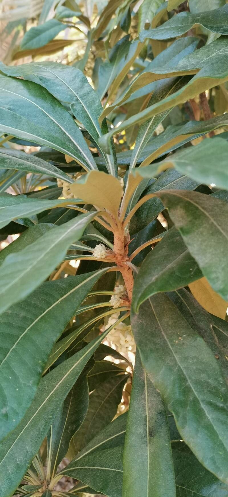 Pittosporum hosmeri leaf