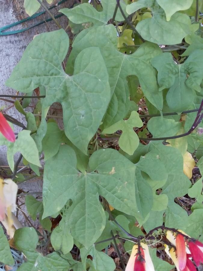 Ipomoea lobata — search result for 'Ipomoea'