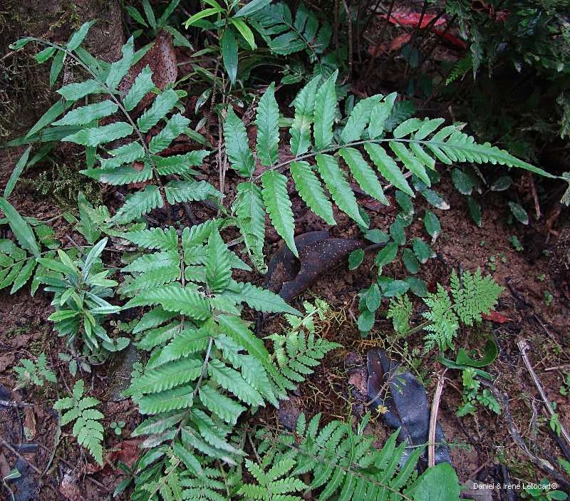 Bolbitis palustris habit