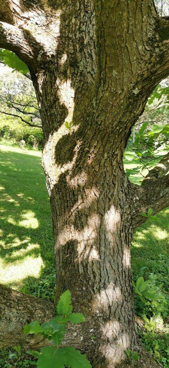 Quercus macranthera bark