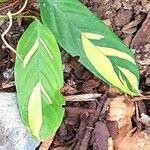 Ctenanthe lubbersiana