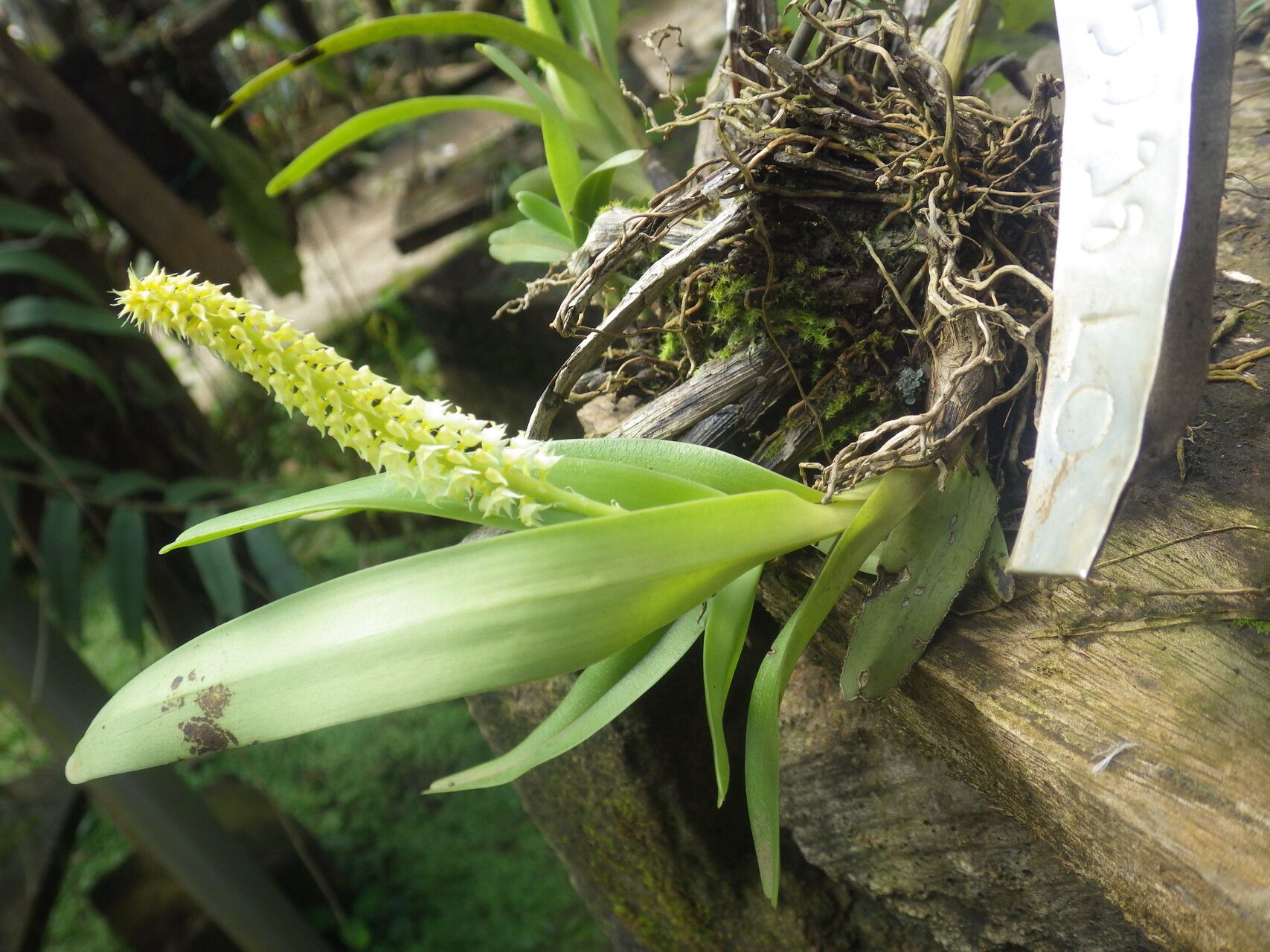 Polystachya polychaete habit