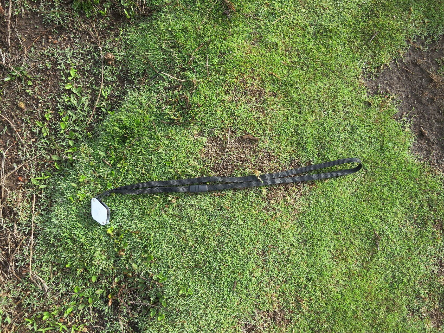 Digitaria ankaratrensis leaf