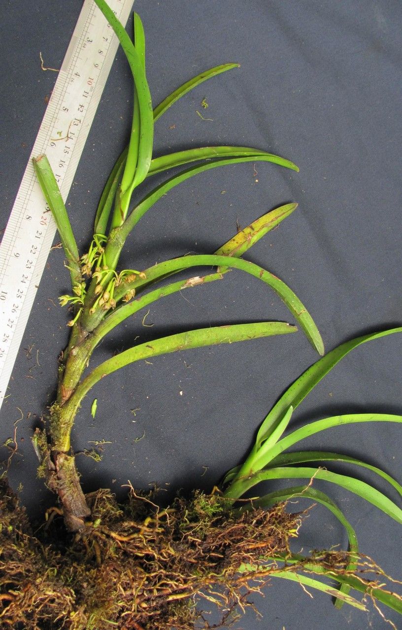 Maxillaria conduplicata — houseplant care guide