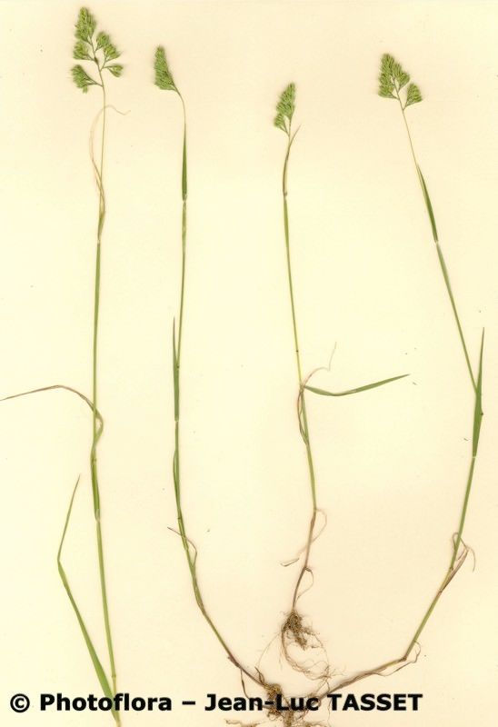 Cynosurus effusus habit