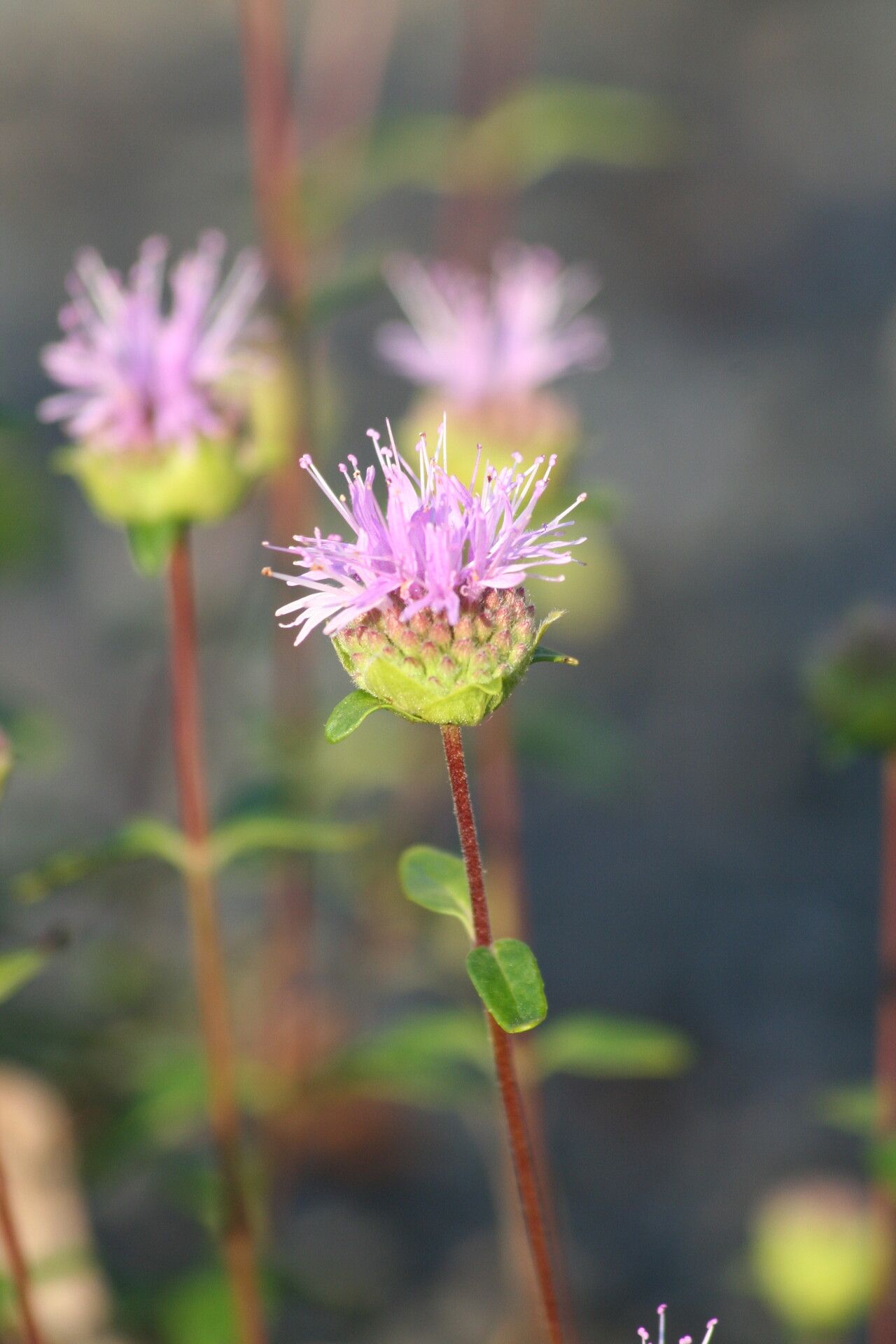 Monardella villosa flower