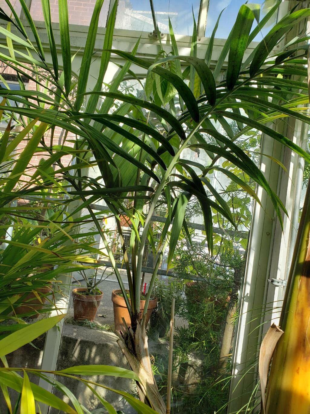 Chambeyronia divaricata habit