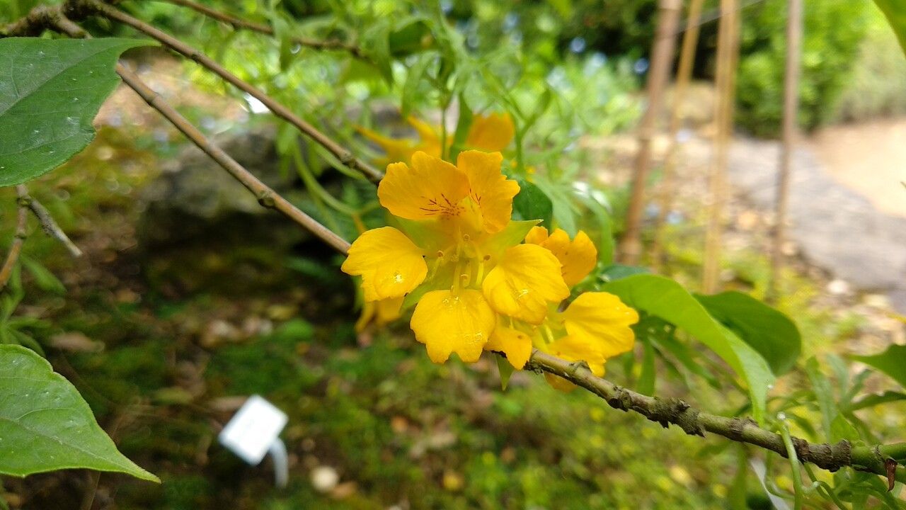 Tropaeolum leptophyllum flower