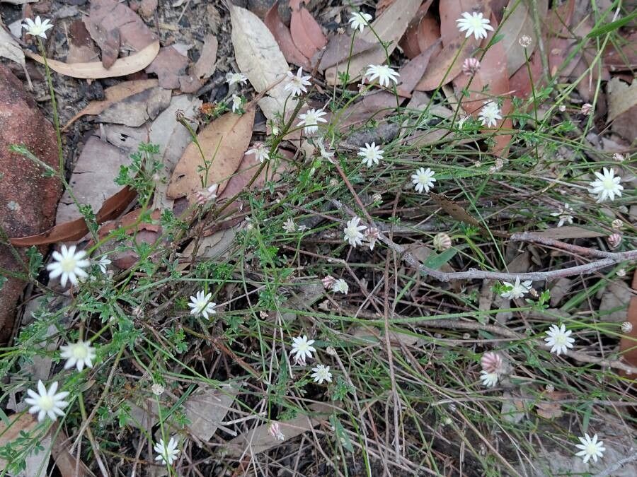 Actinotus minor habit