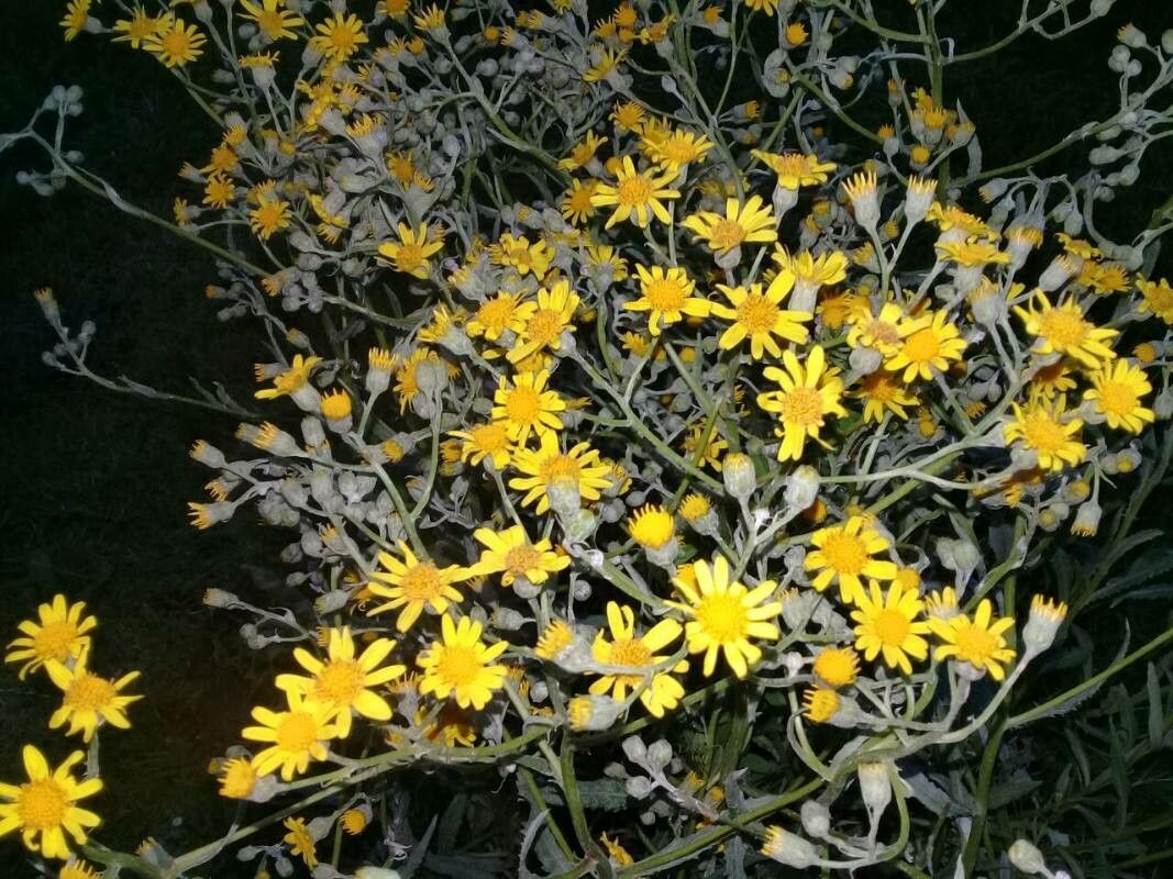 Senecio grisebachii flower