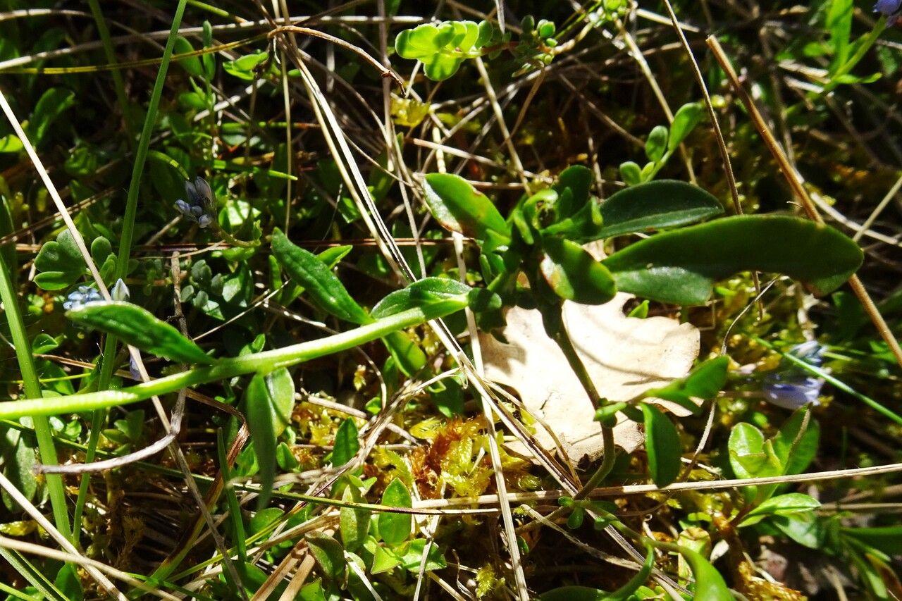 Polygala calcarea — clay tolerant houseplant