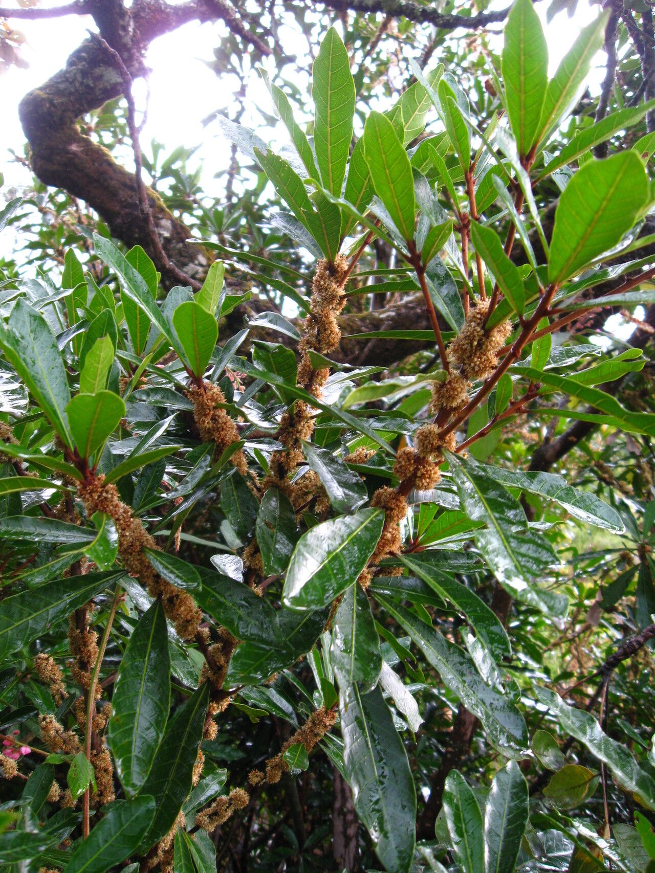 Synsepalum passargei habit