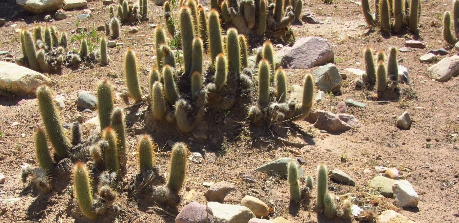 Cleistocactus reae leaf