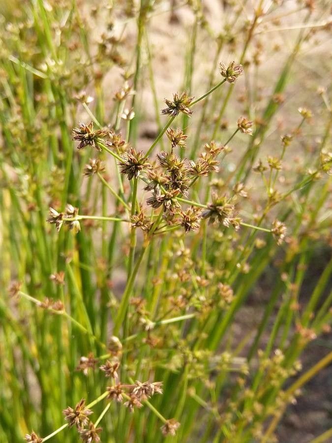 Juncus prismatocarpus flower