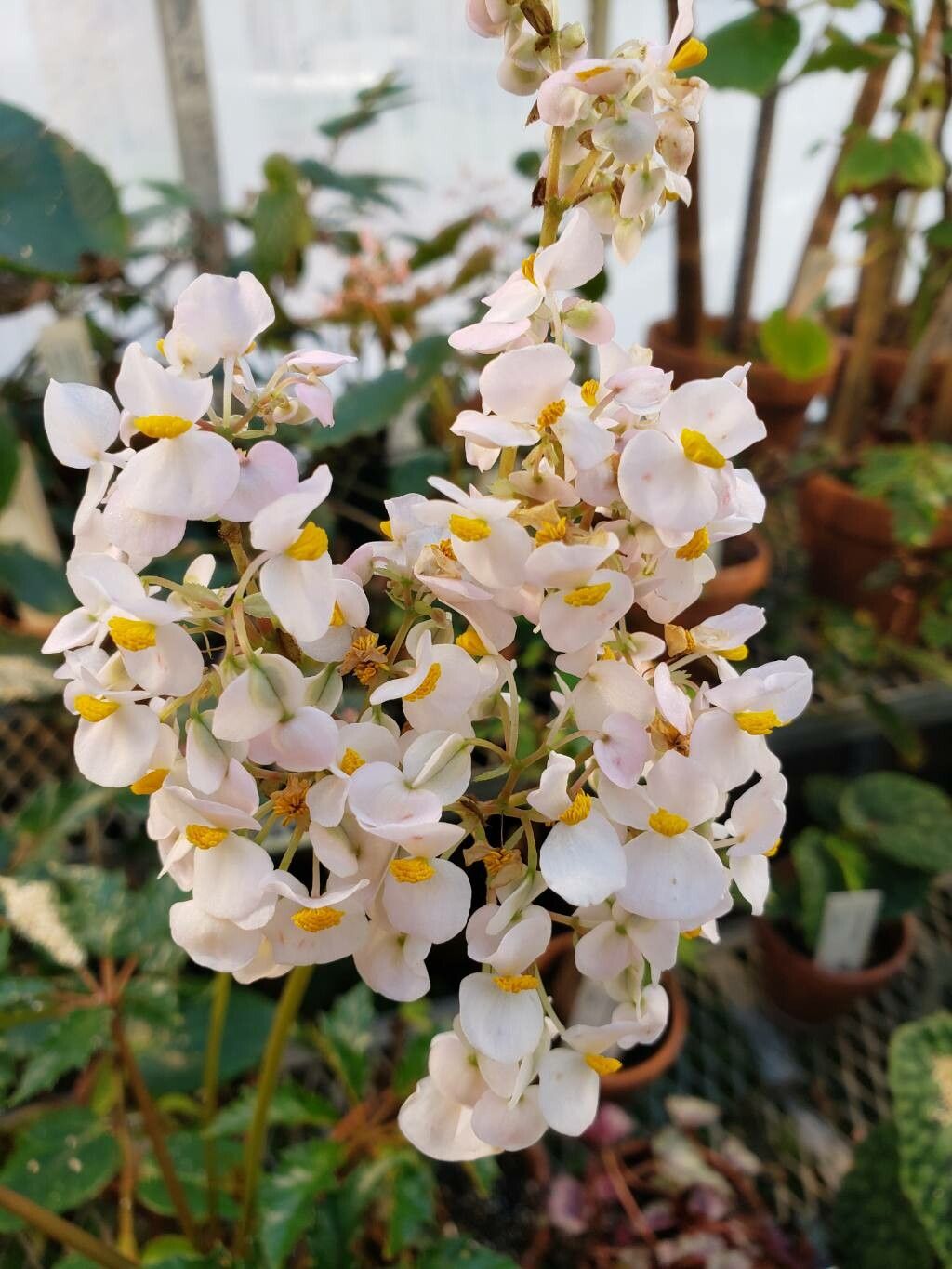 Begonia carolineifolia flower