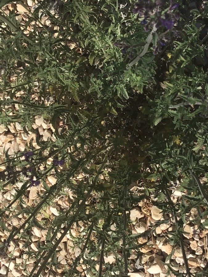 Nepeta nepetella leaf