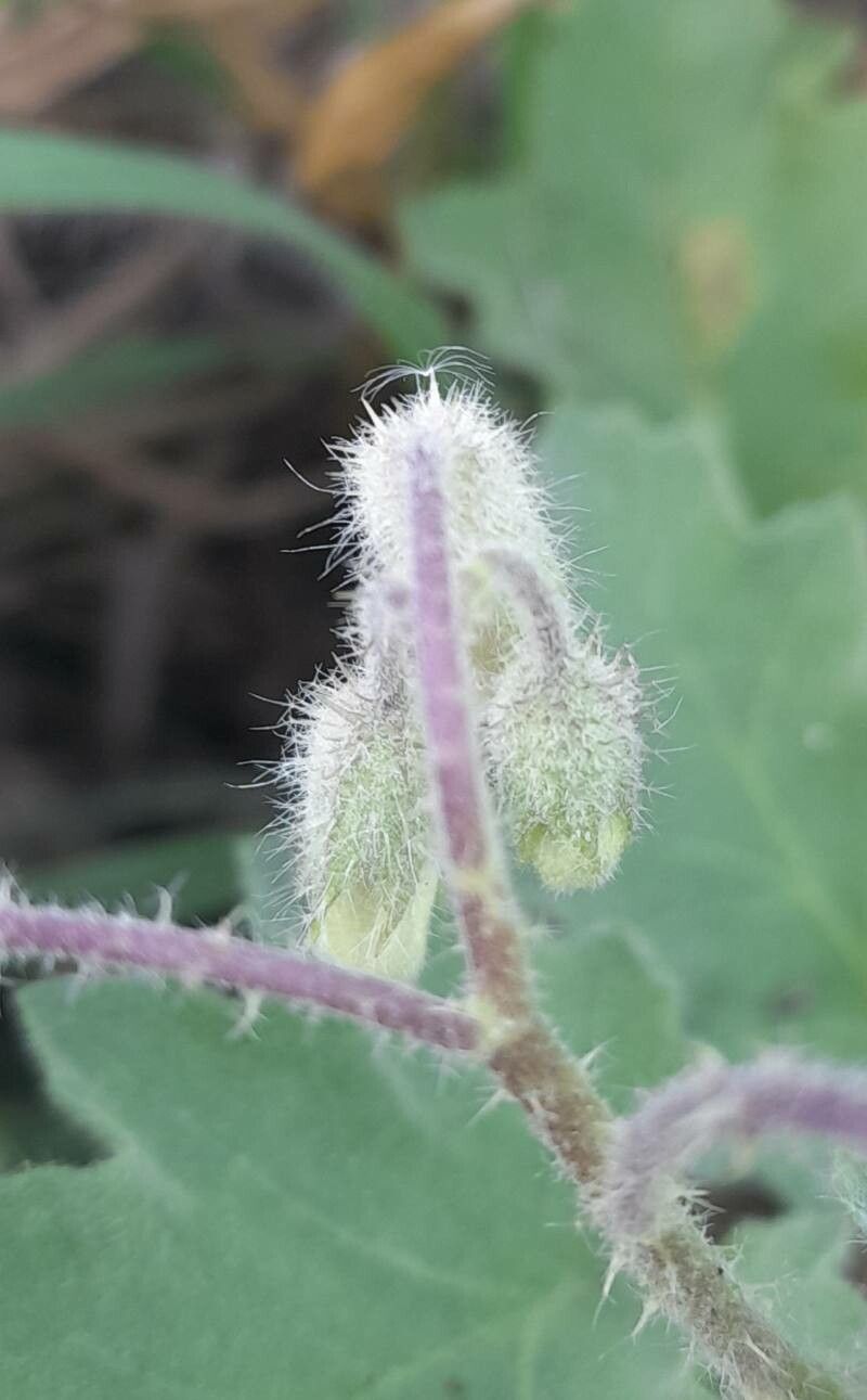 Solanum comptum other