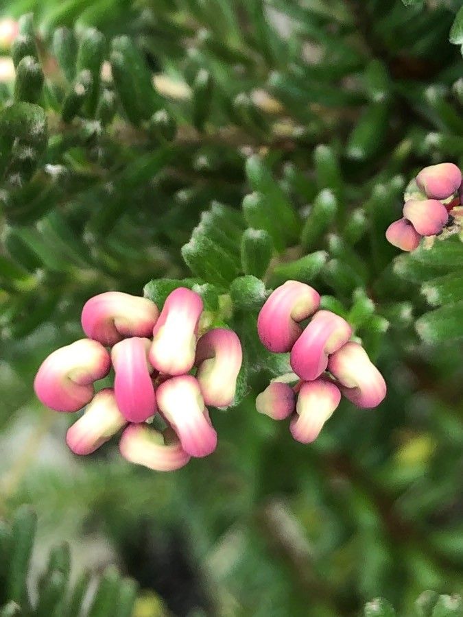 Grevillea lanigera flower