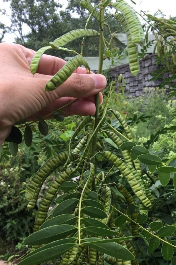 Senna marilandica fruit