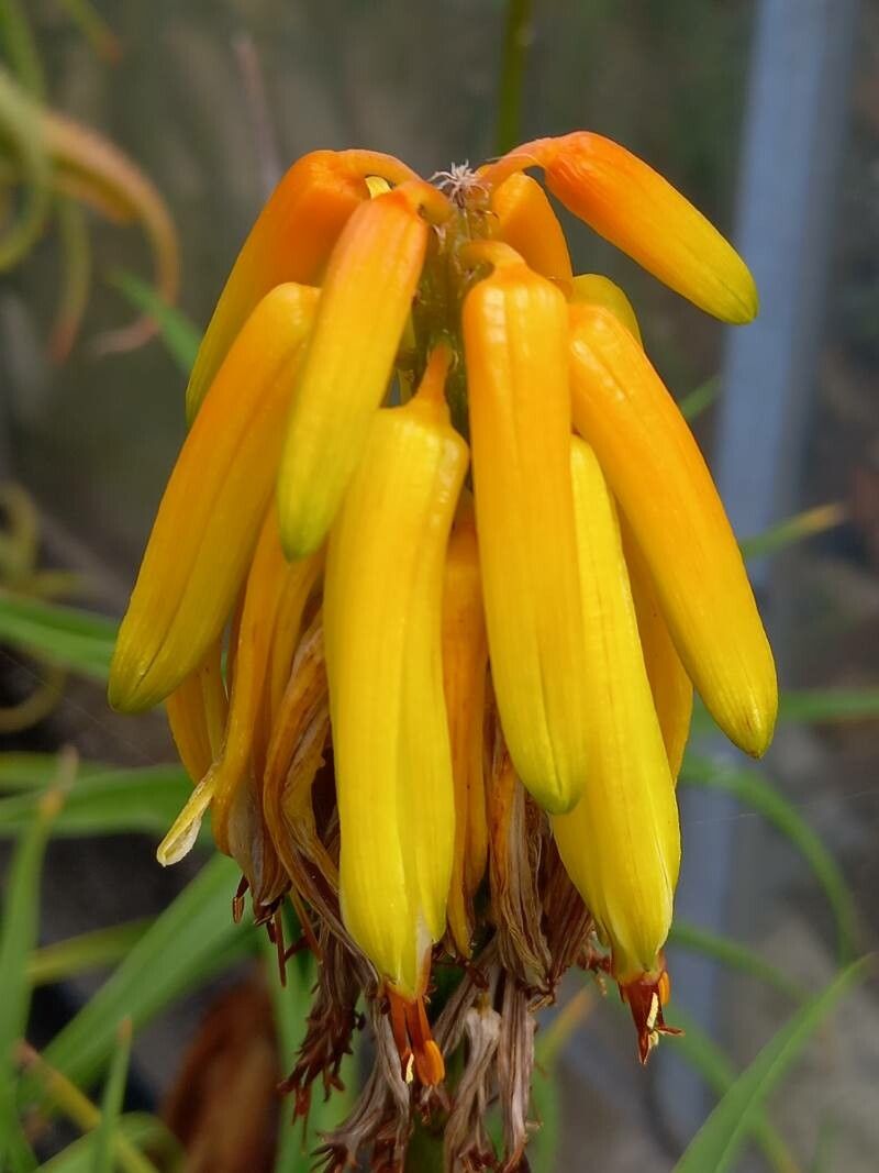 Aloe striatula flower