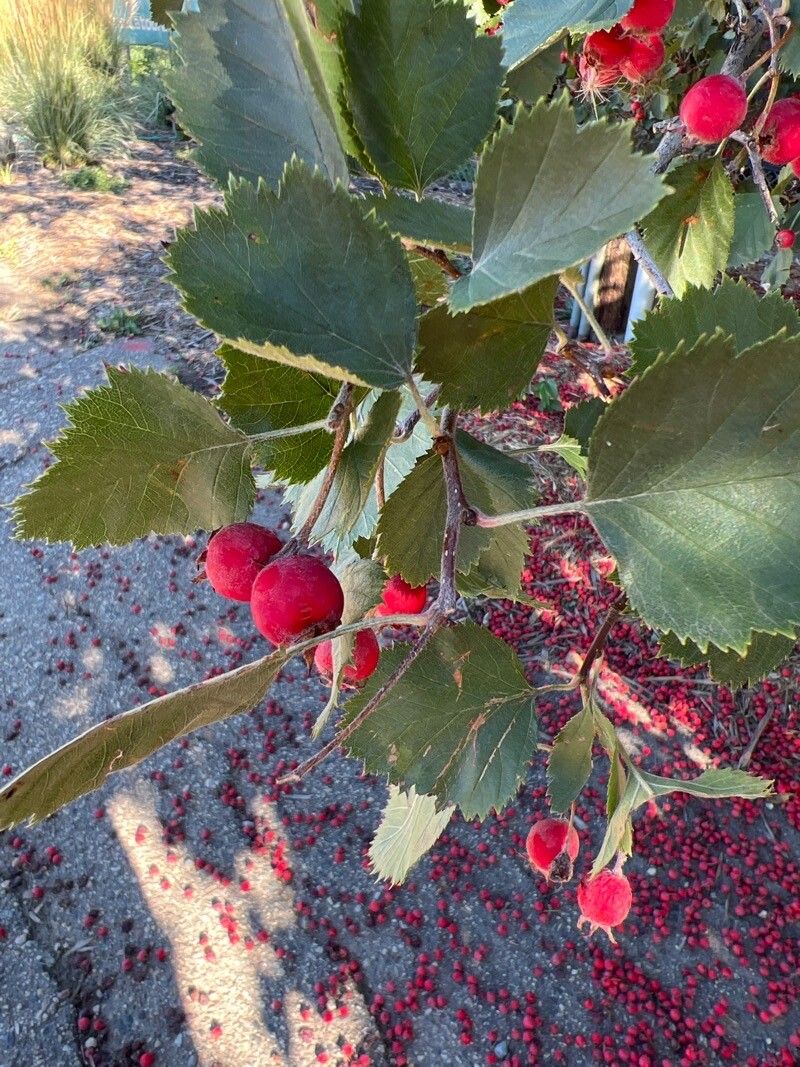 Crataegus arnoldiana fruit