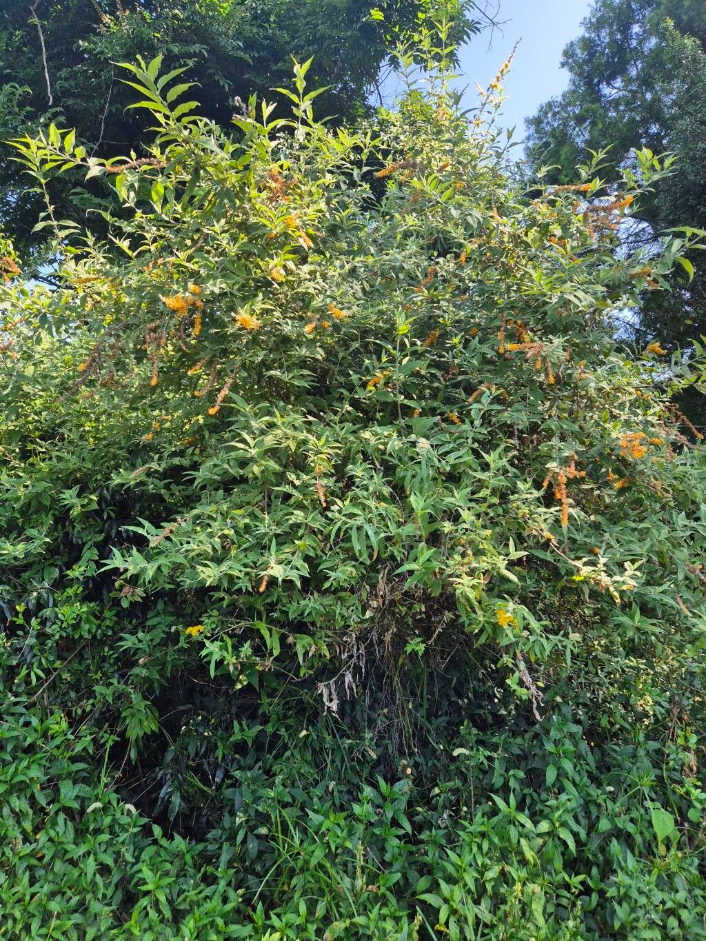 Buddleja polystachya habit