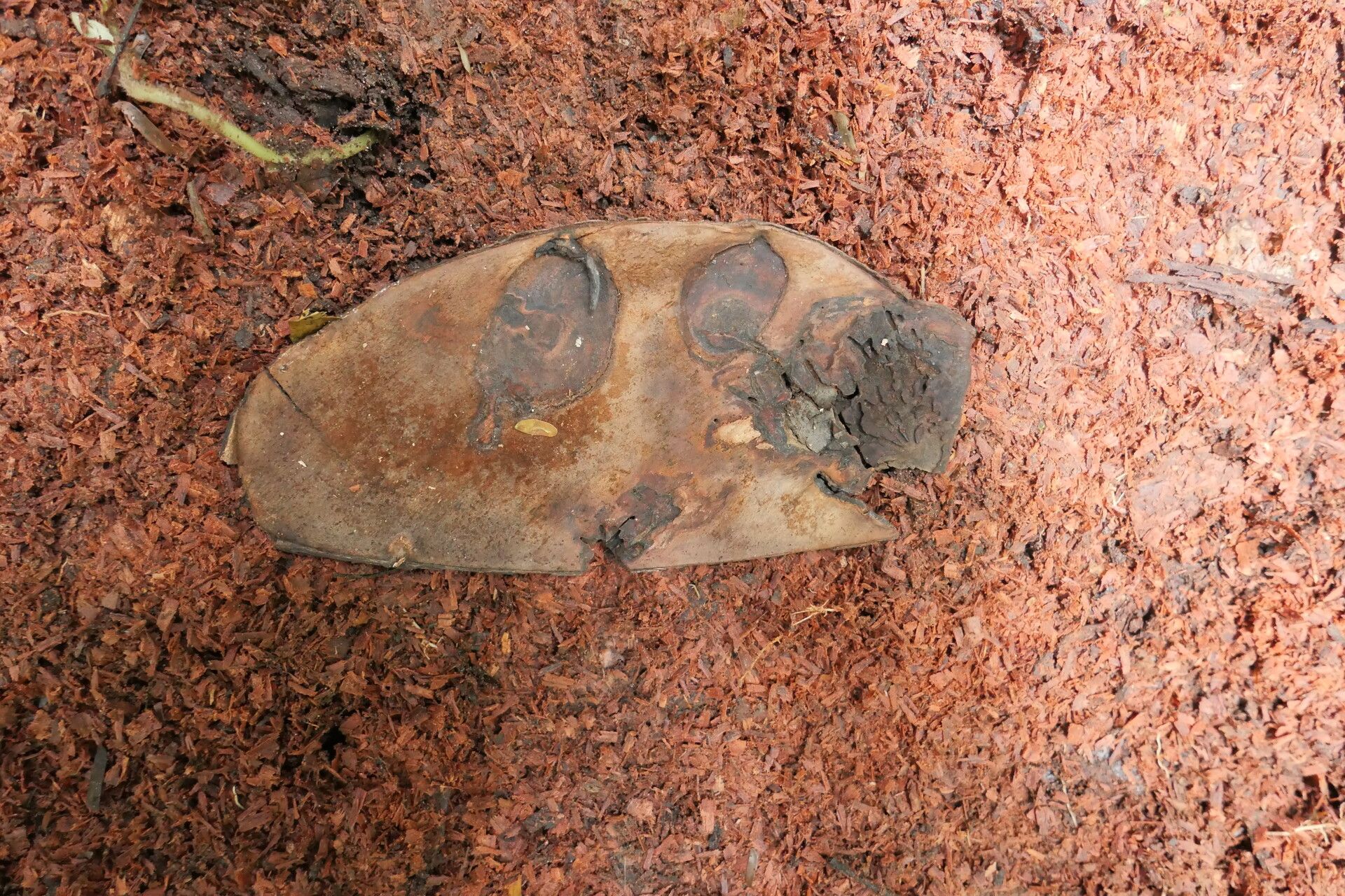 Brachystegia mildbraedii fruit