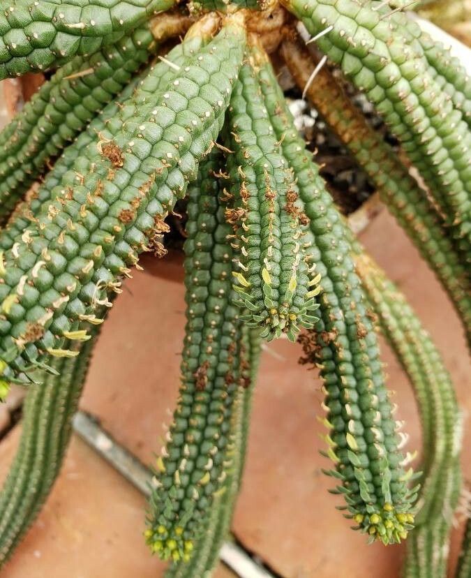 Euphorbia fimbriata — houseplant care guide