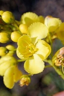Acridocarpus zanzibaricus flower