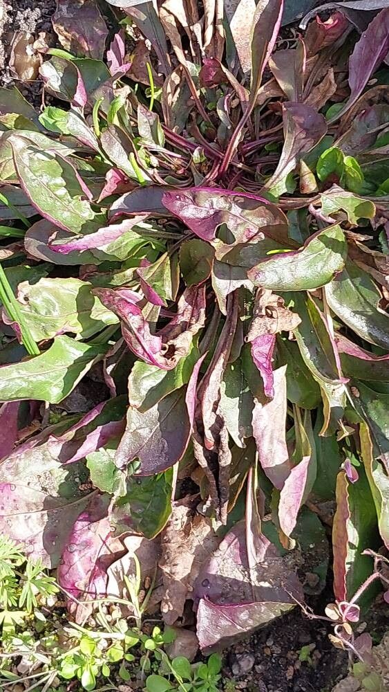 Penstemon cardinalis other