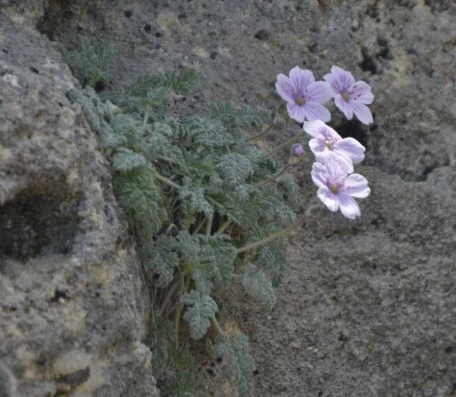 Erodium saxatile — search result for 'Erodium'