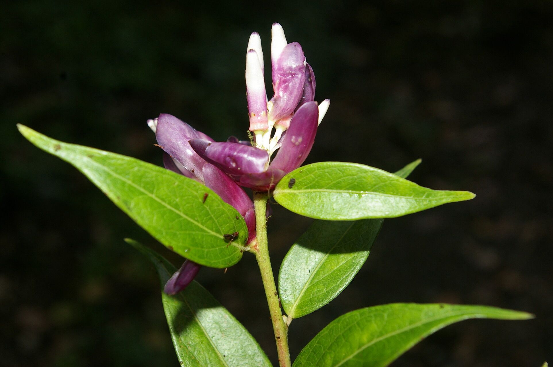 Cavendishia endresii — houseplant care guide