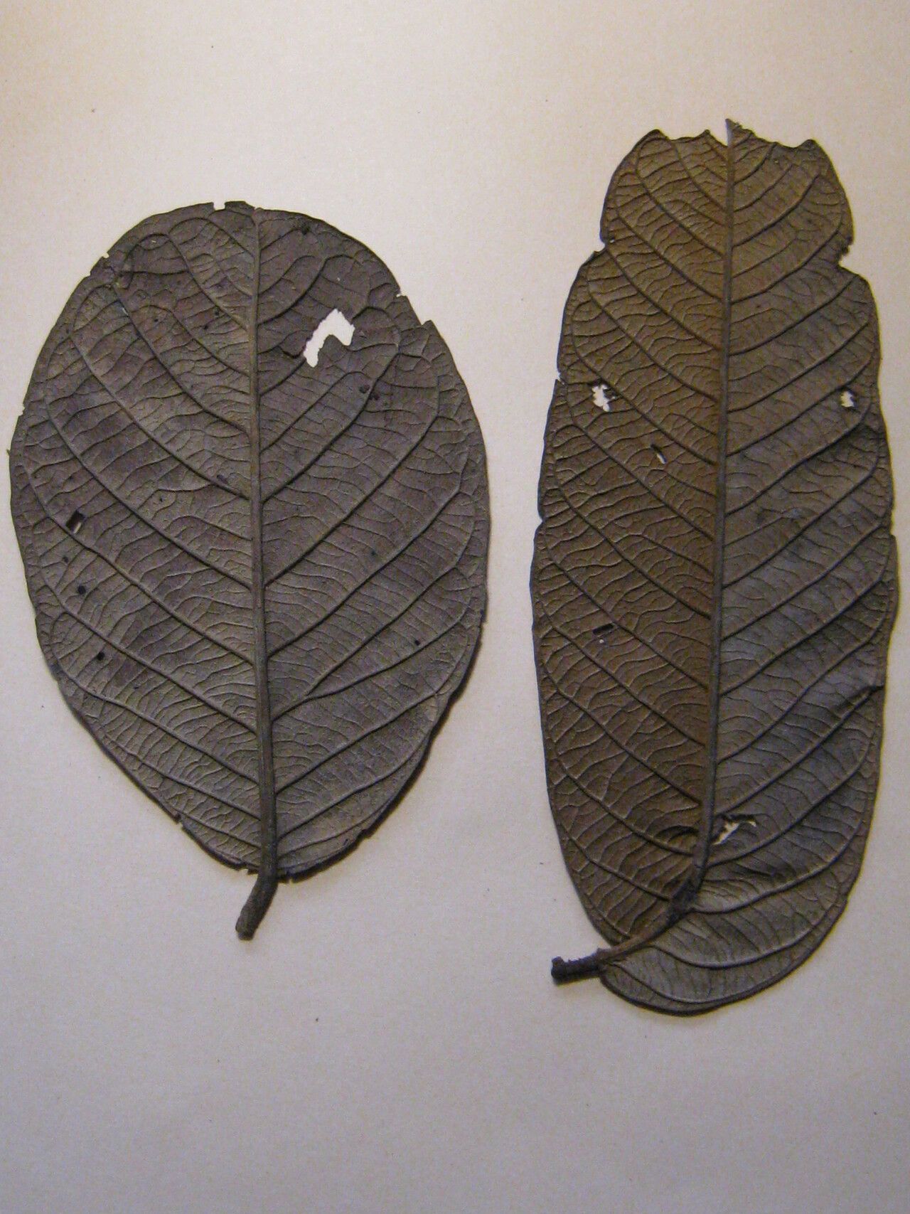 Ormosia lignivalvis — houseplant care guide