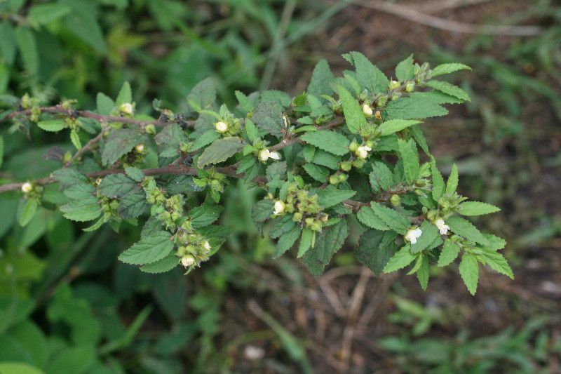 Sida glomerata — search result for 'Sida'